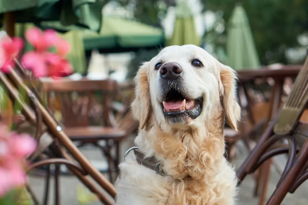 Restaurant acceptant les chiens à Paimpol 